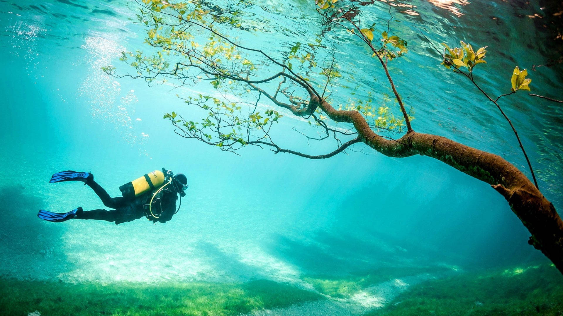 Scuba Diving Underwater Tree Wallpaper