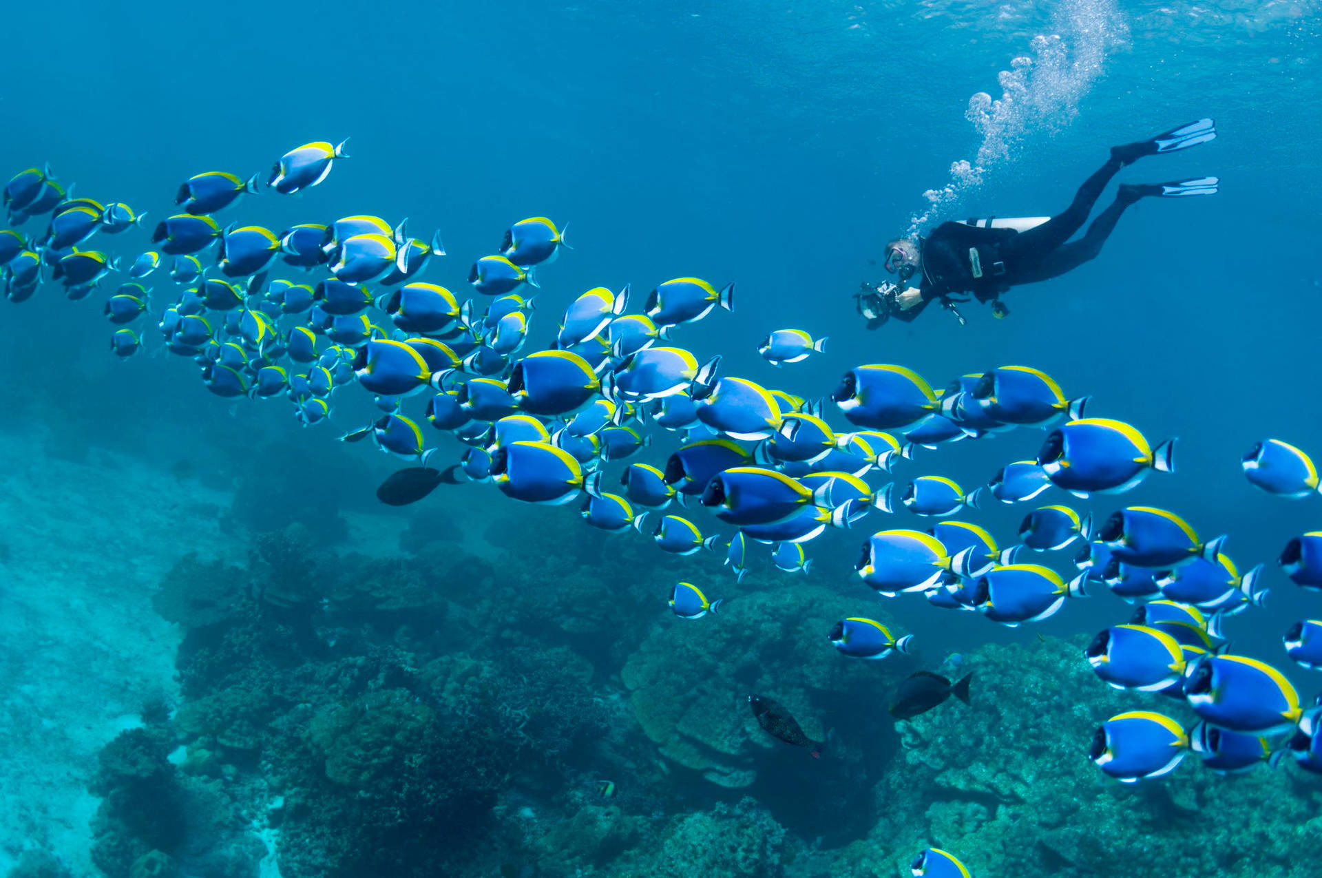 Scuba Diving With A School Of Blue Fish Wallpaper