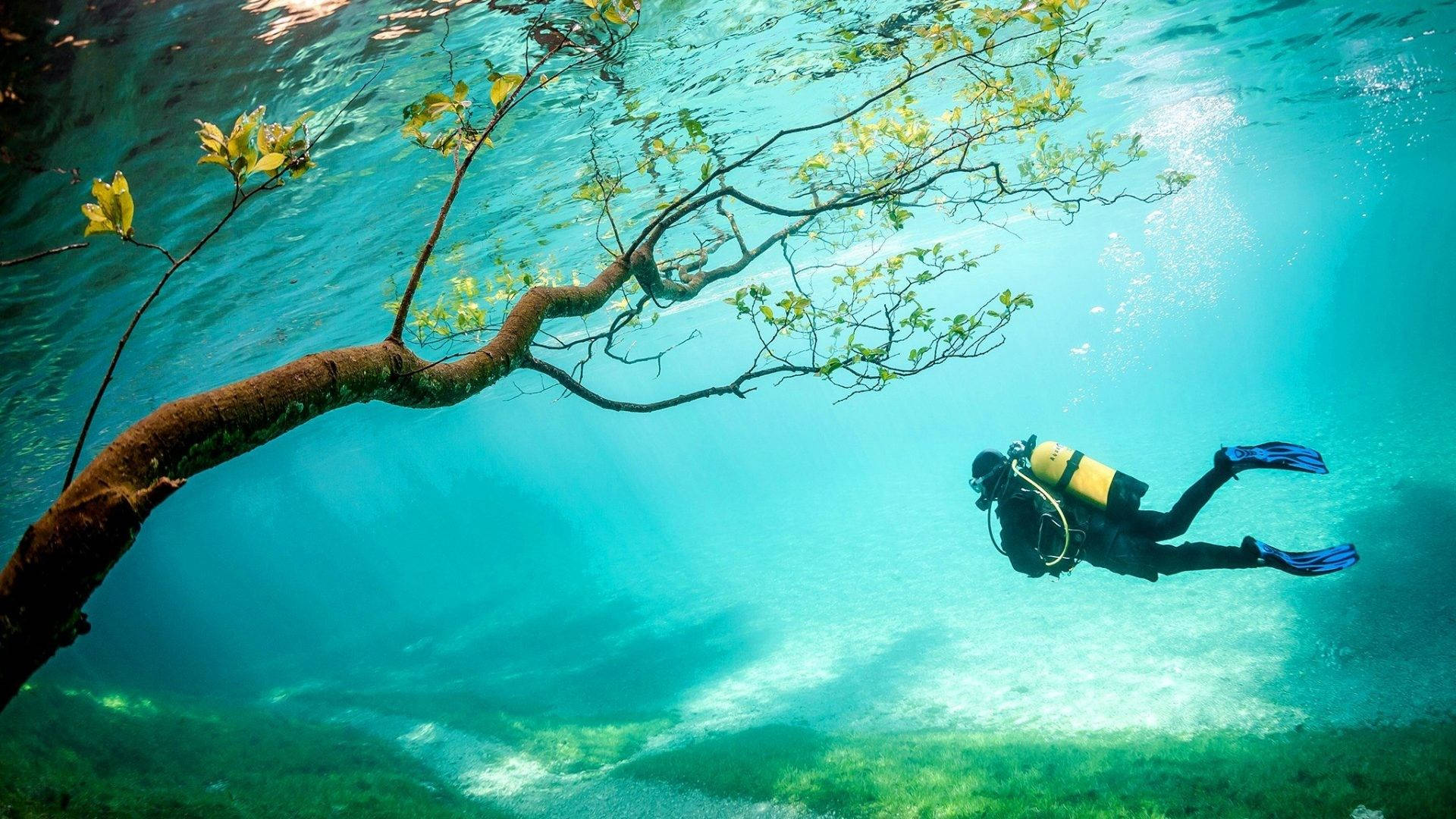 Scuba Diving With An Underwater Tree Wallpaper