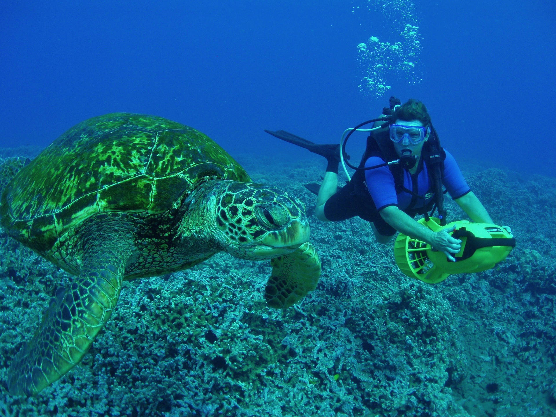 Dykning Med Kæmpe Havskildpadde Wallpaper
