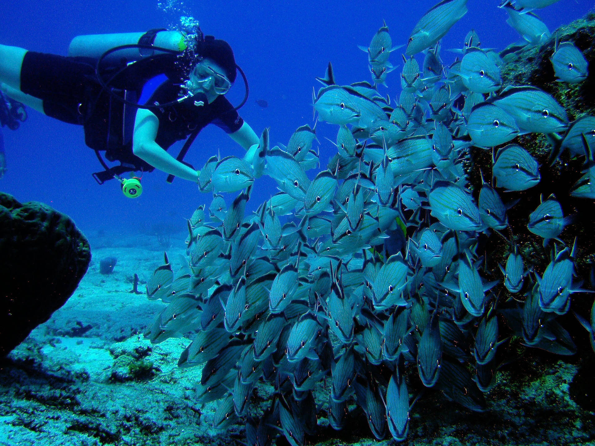 Scuba Diving With Gray Fish Wallpaper