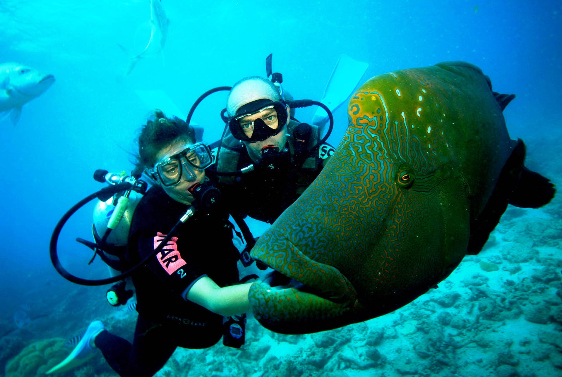Scuba Diving With Humphead Wrasse Wallpaper