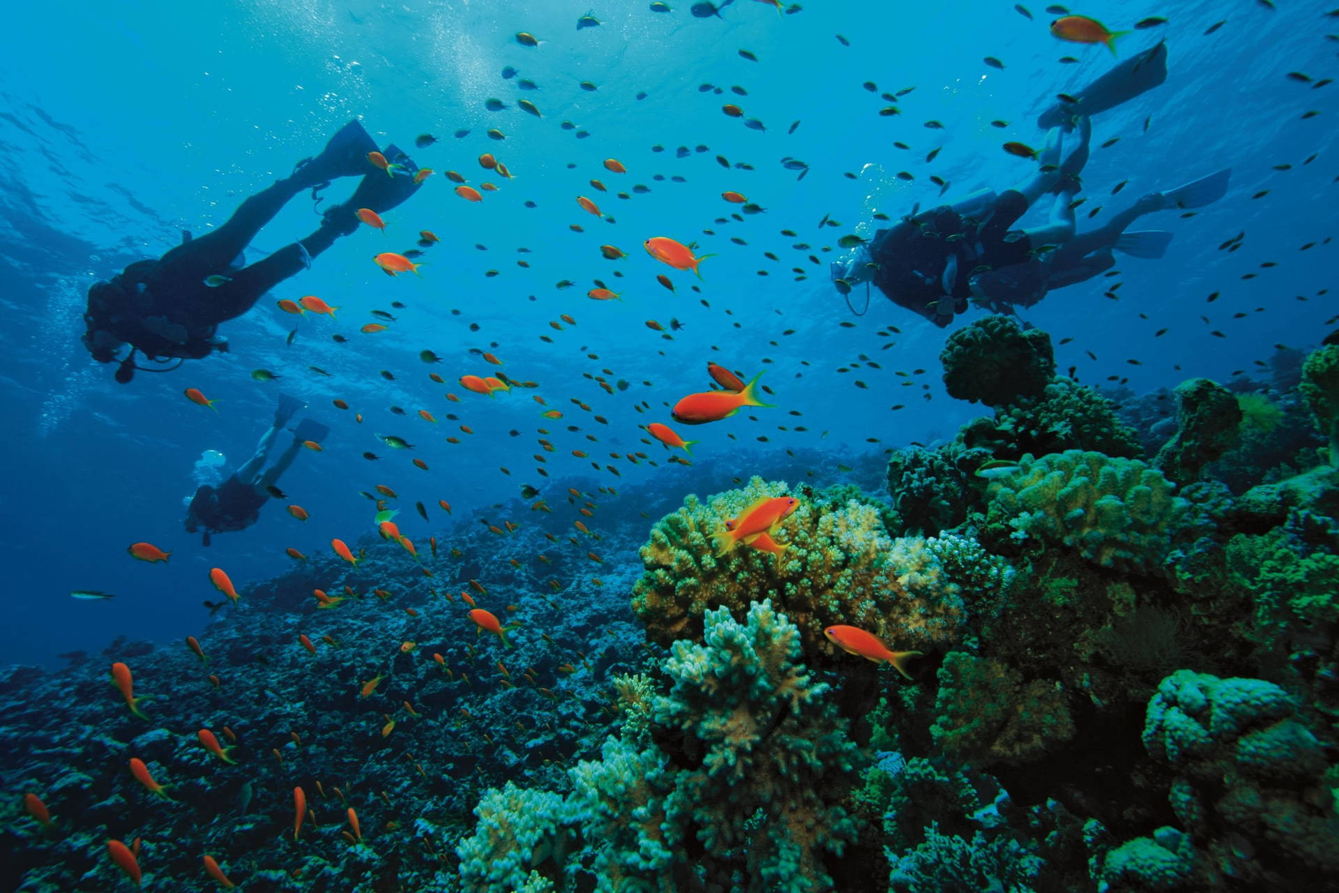Scuba Diving With Orange Fish Wallpaper