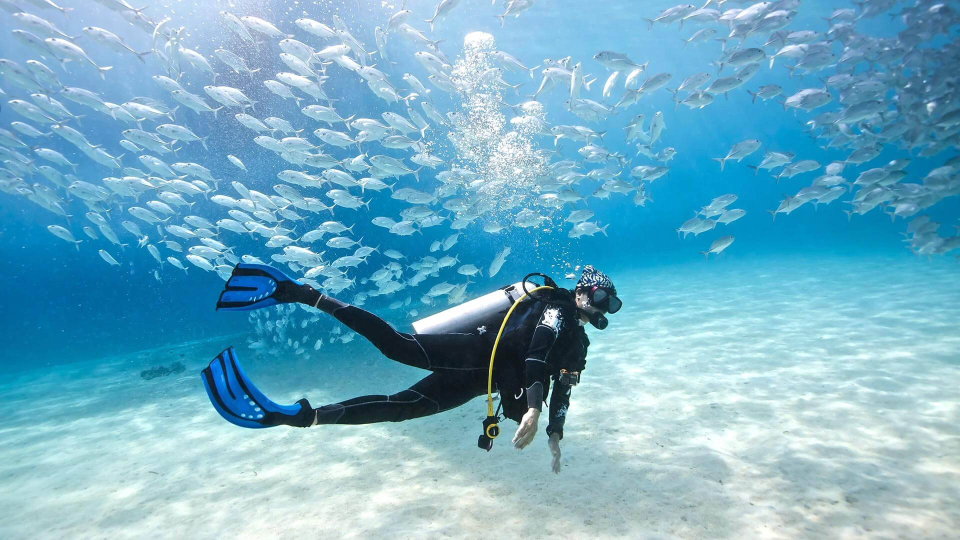 Exhilarating Underwater Exploration: Scuba Diving with Silver Fishes Wallpaper