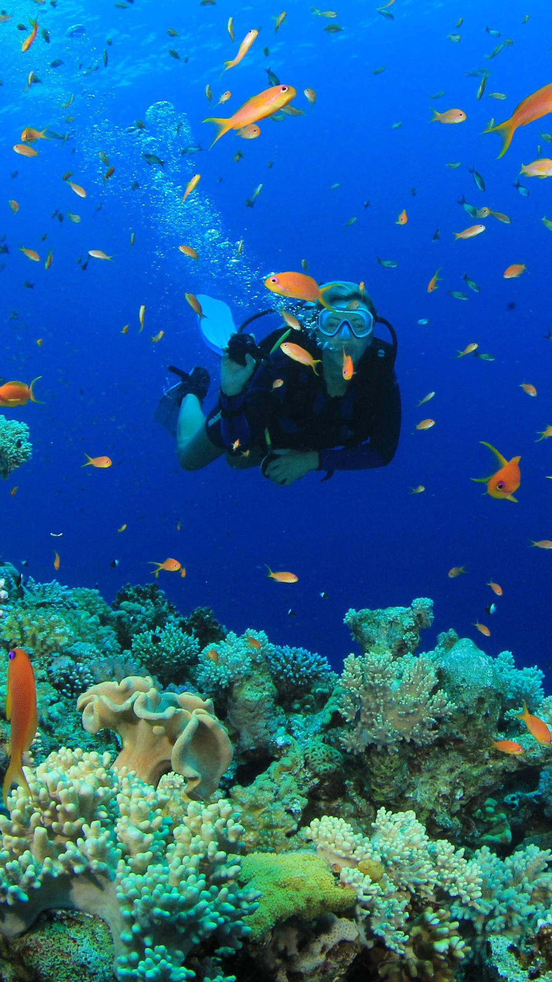 Scuba Diving With Small Orange Fishes Wallpaper