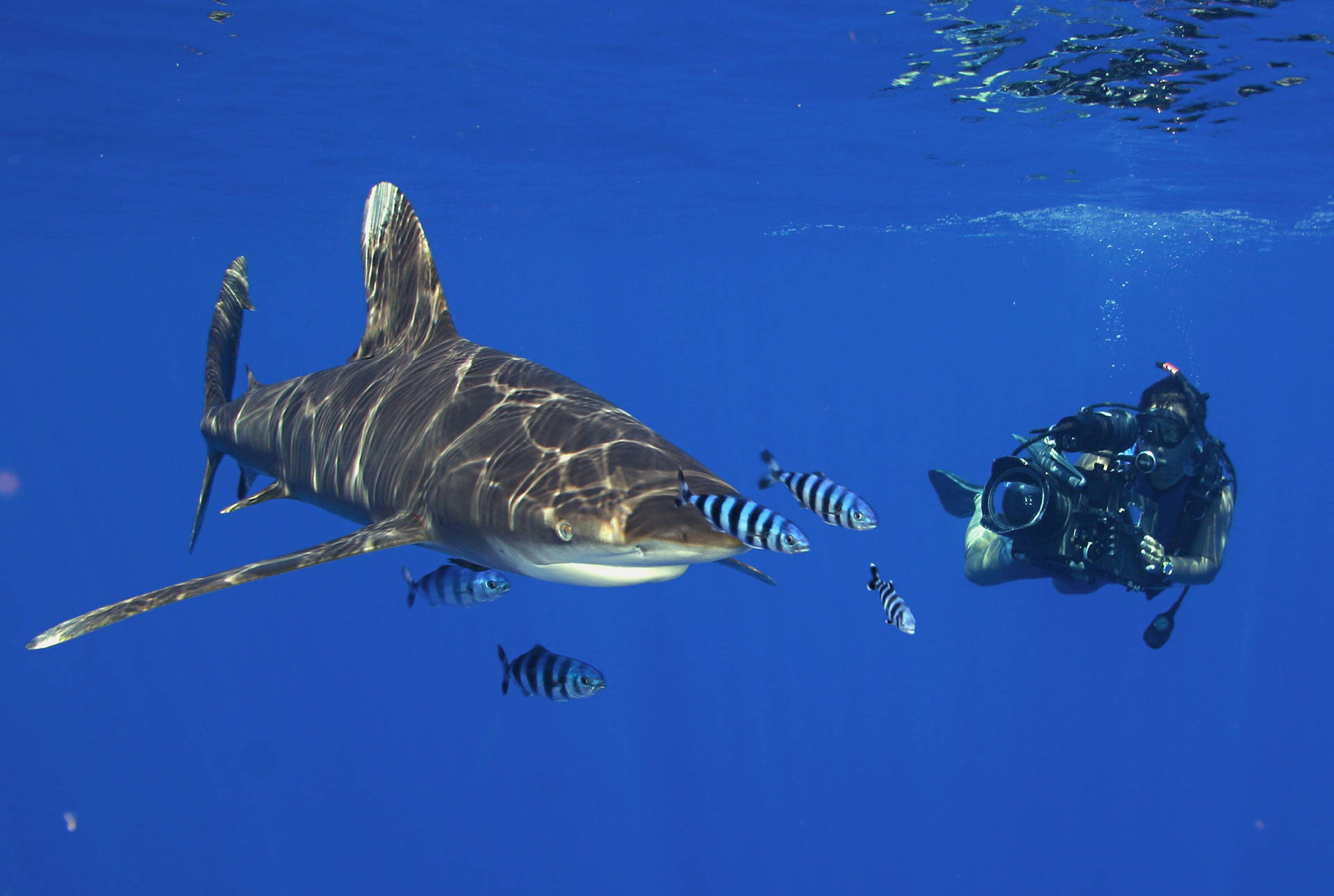 Scuba Diving with White tip Shark Wallpaper
