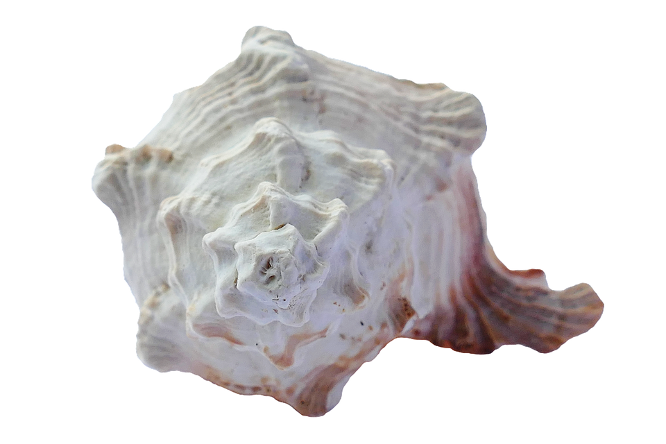 Sculptural Sea Shell PNG