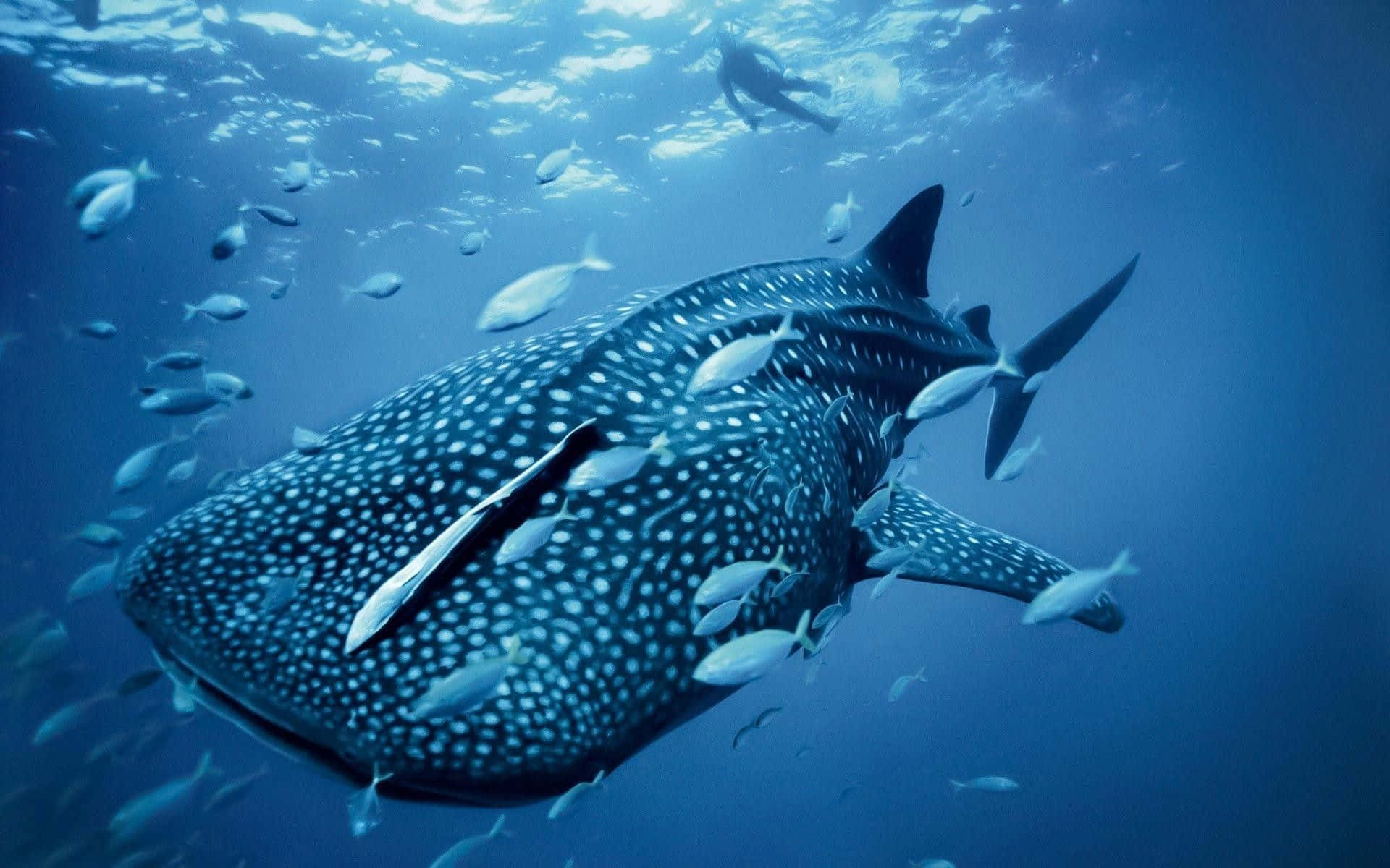 Imagenestética De Un Tiburón Ballena Bajo El Mar