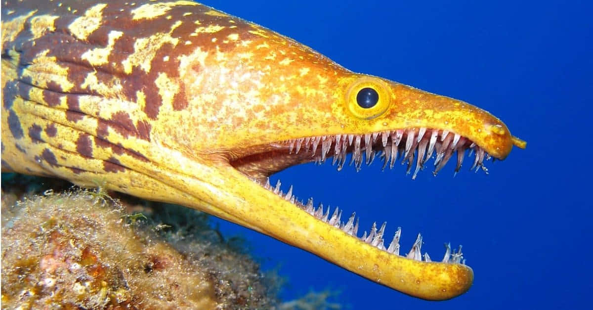 Fangtooth Moray Underneath The Sea Aesthetic Picture