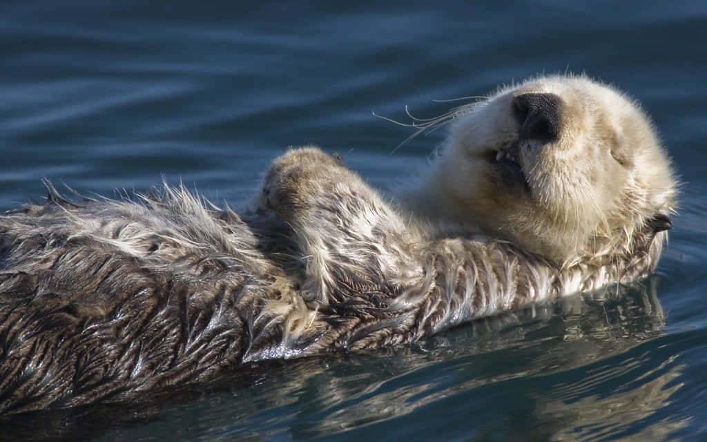Sea Otter Floating Aesthetic Picture