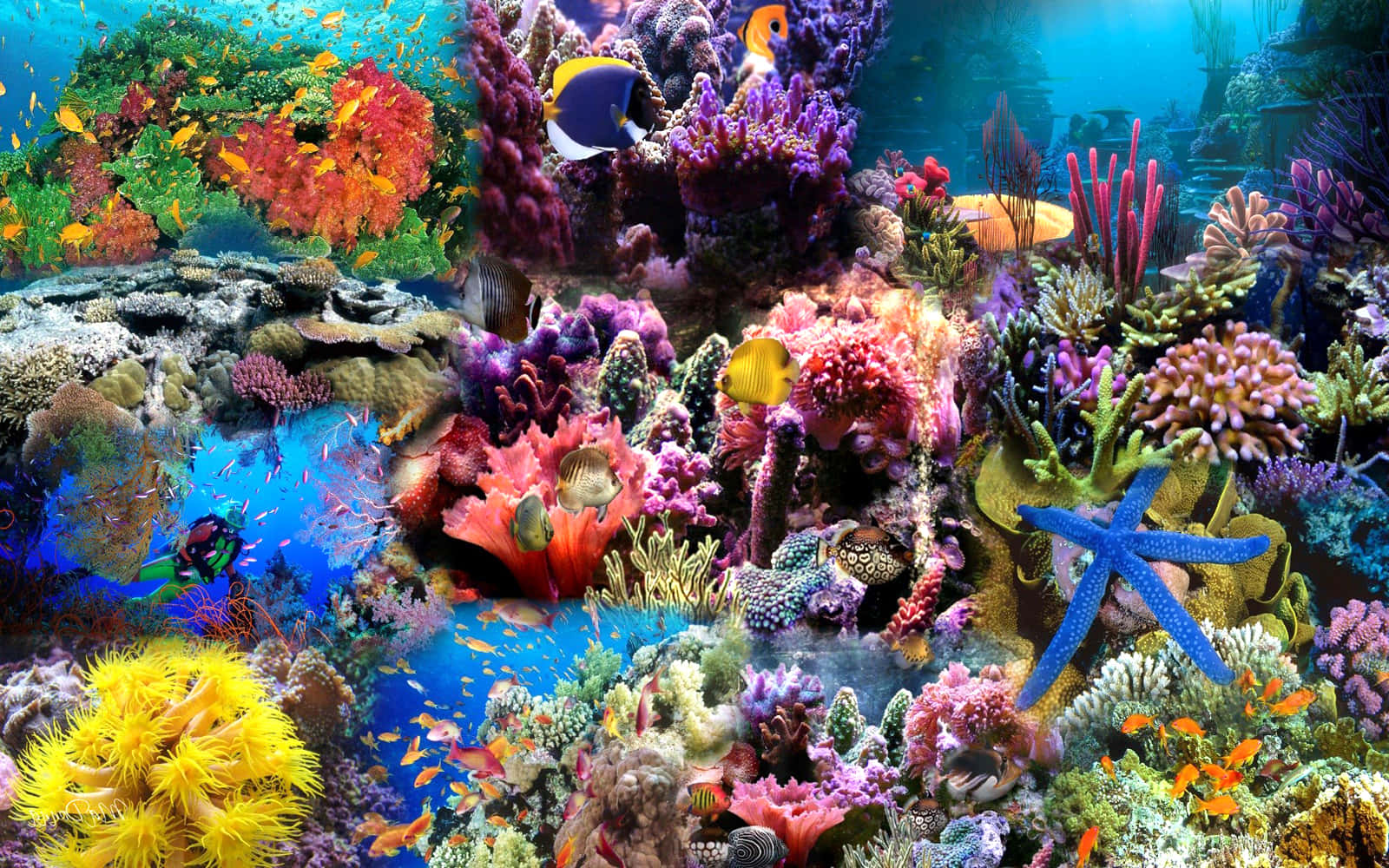 Collage Picture Of Corals Under The Sea Aesthetic