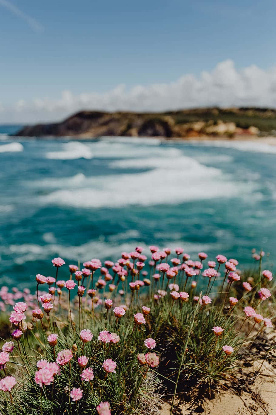 Pink Flowers Near The Sea Aesthetic Picture