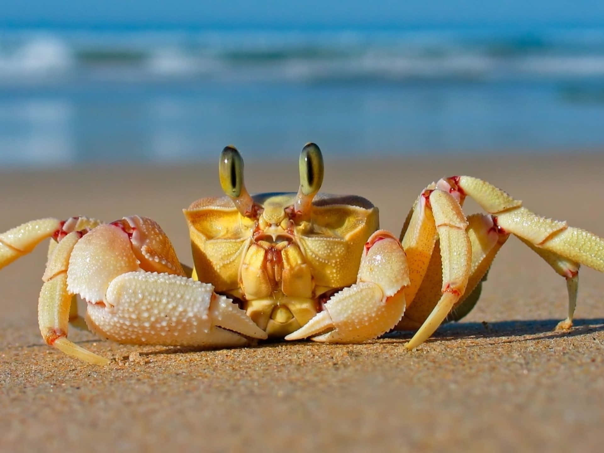 Crab Near Sea Aesthetic Picture