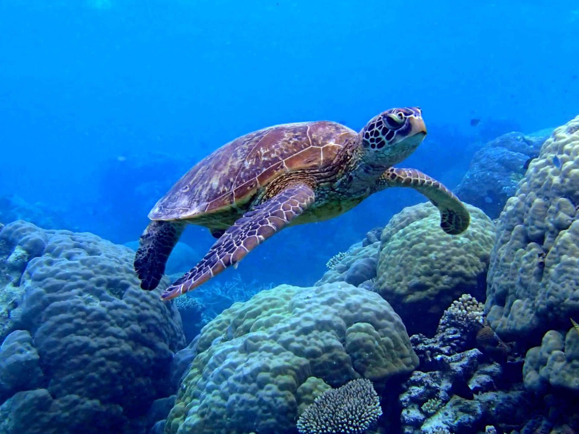 Sea Turtle Swimming Over Corals Aesthetic Picture