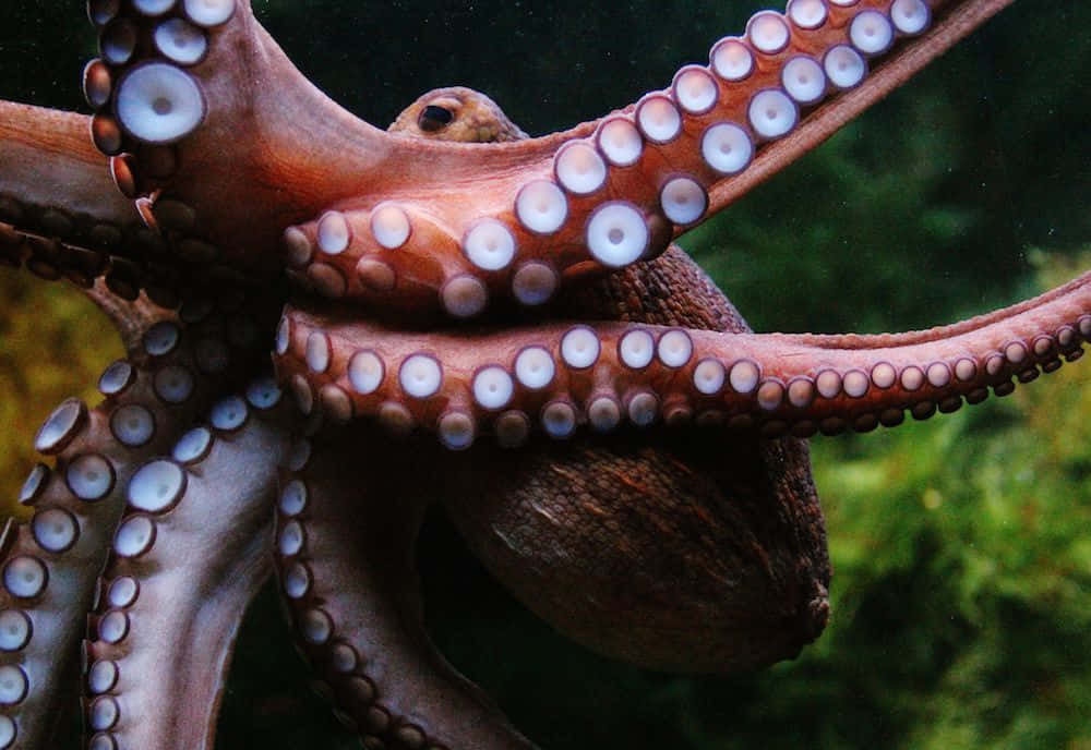 Octopus Underneath The Sea Aesthetic Picture