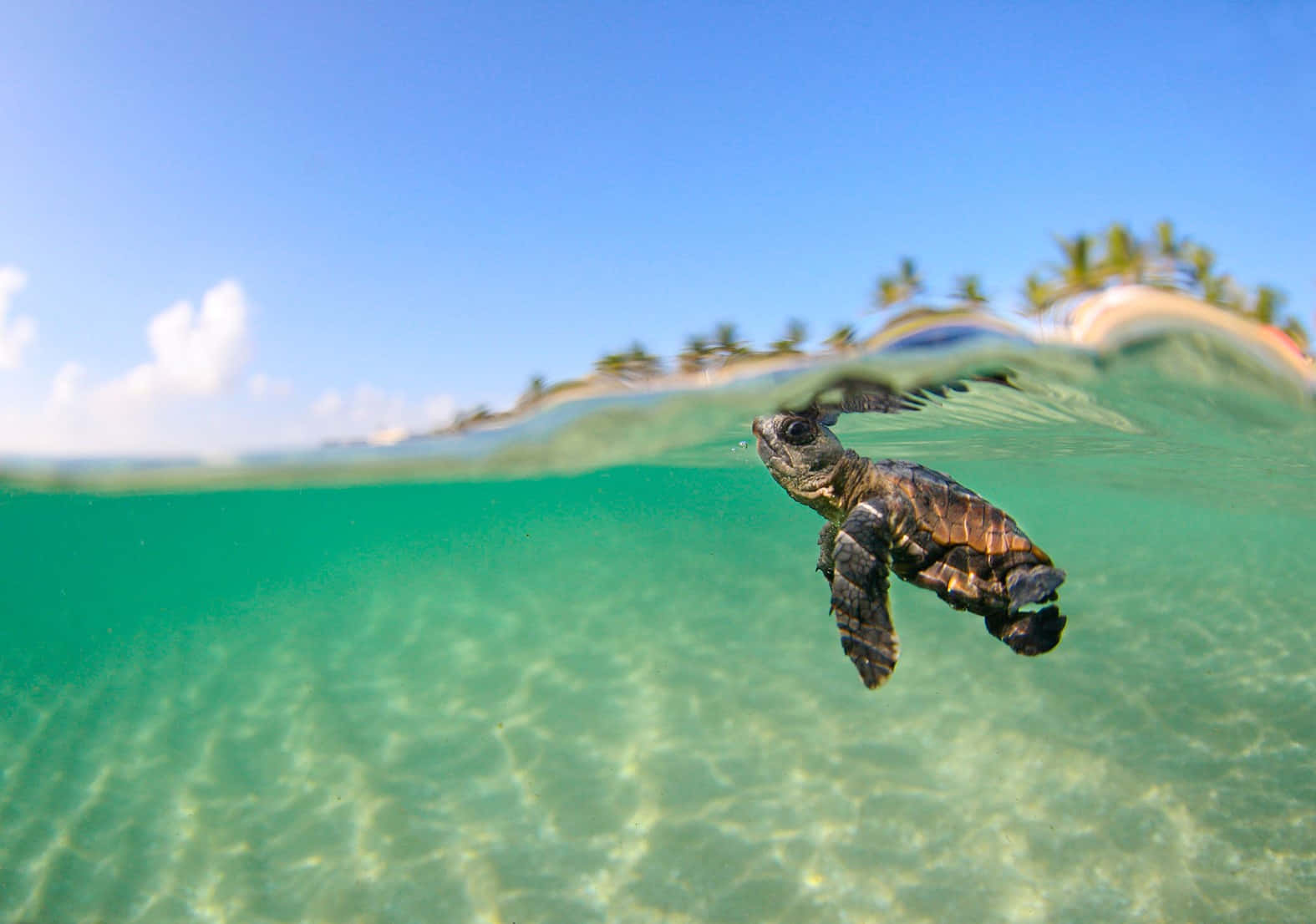 Baby Sea Turtle Floating Aesthetic Picture