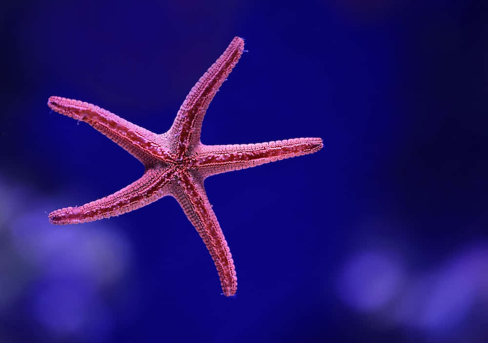 Starfish Underneath The Sea Aesthetic Pictures