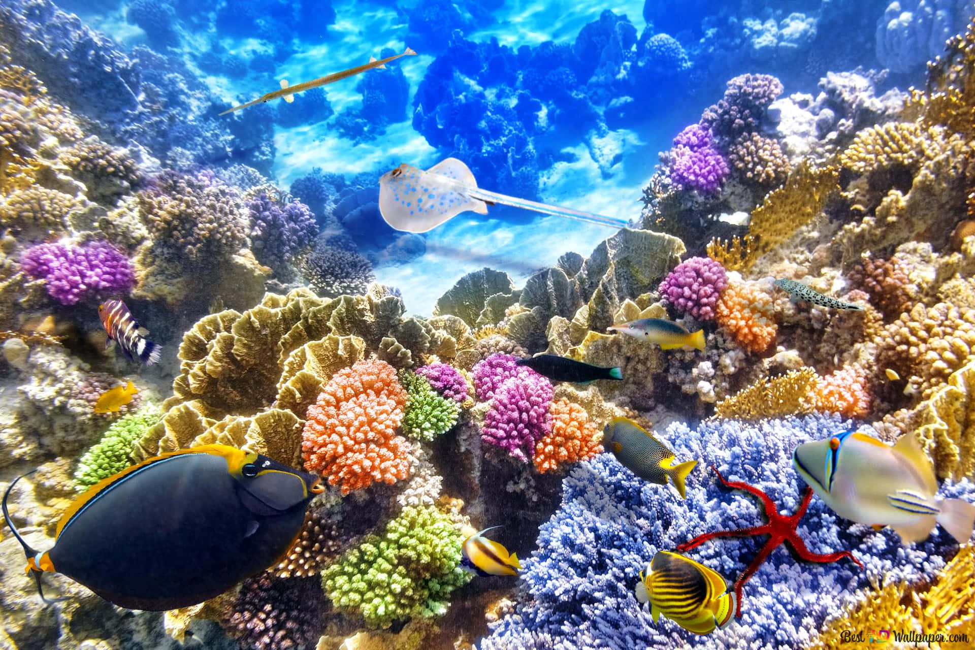 Imagenestética De Corales Abundantes En El Mar.