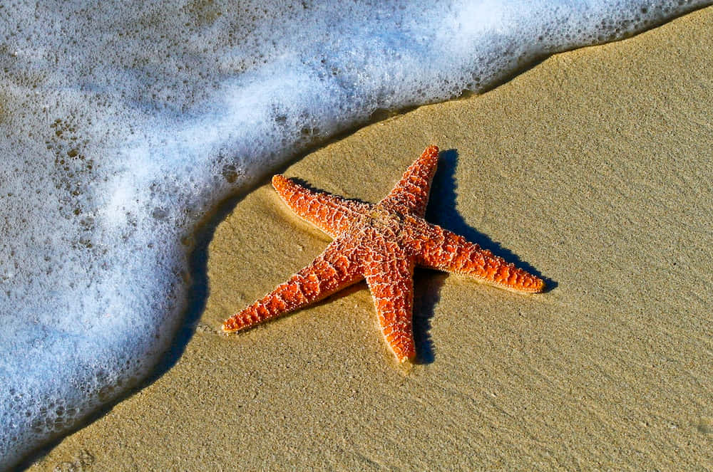 Starfish On The Sea Sand Aesthetic Picture