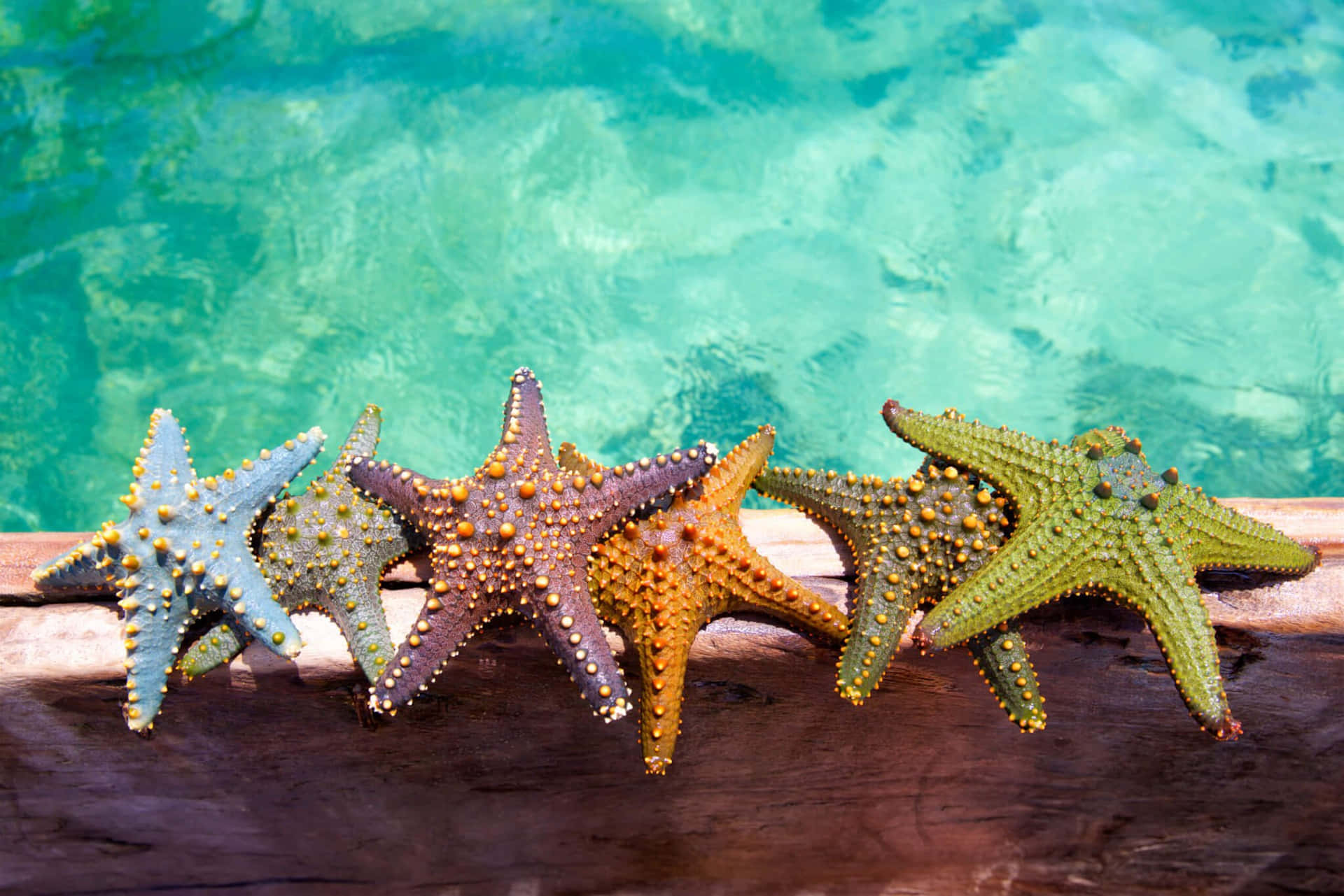 Colorful Starfish Near The Sea Aesthetic Picture