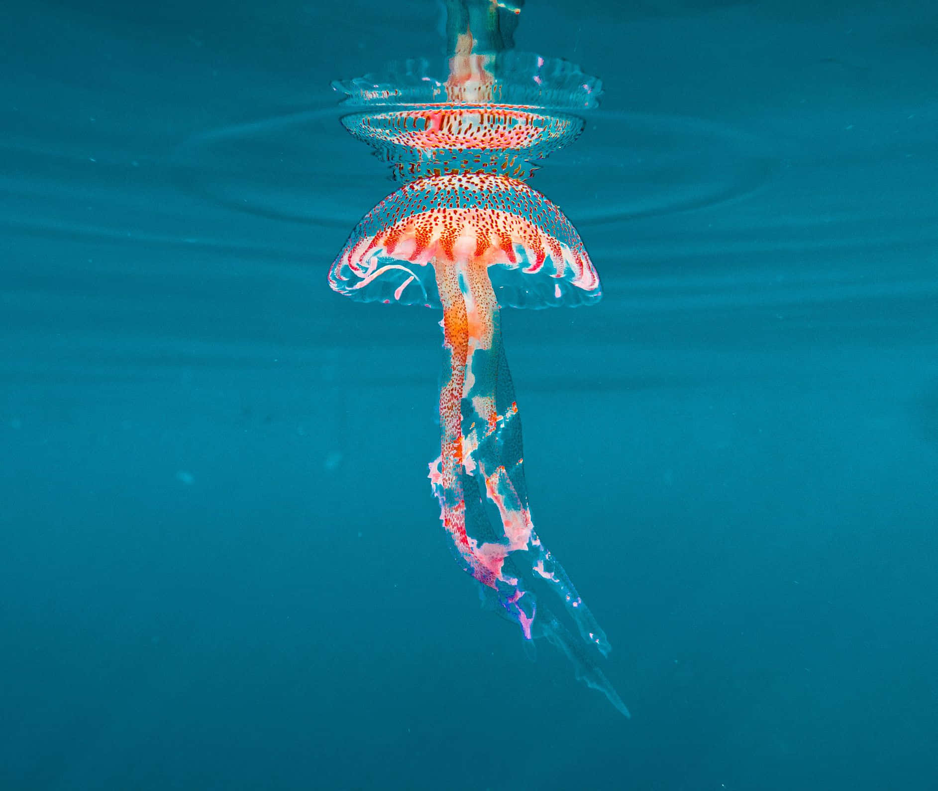 Jellyfish On The Sea Aesthetic Picture