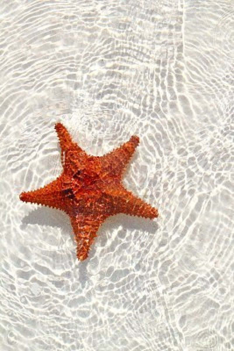 Starfish On White Sea Bed Aesthetic Picture
