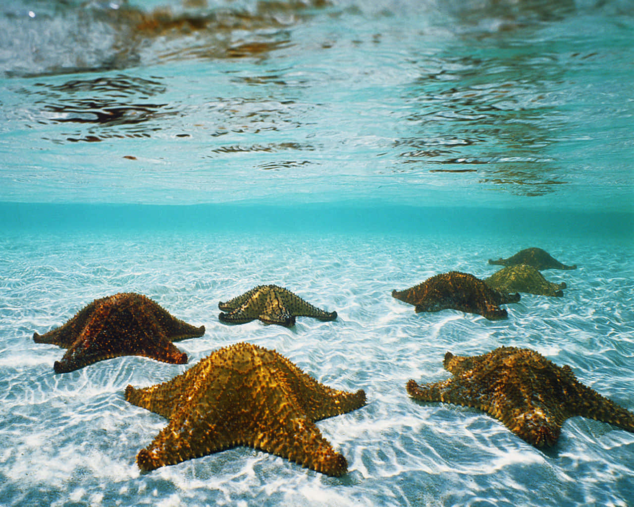 Group Of Starfish On Sea Bed Aesthetic Picture
