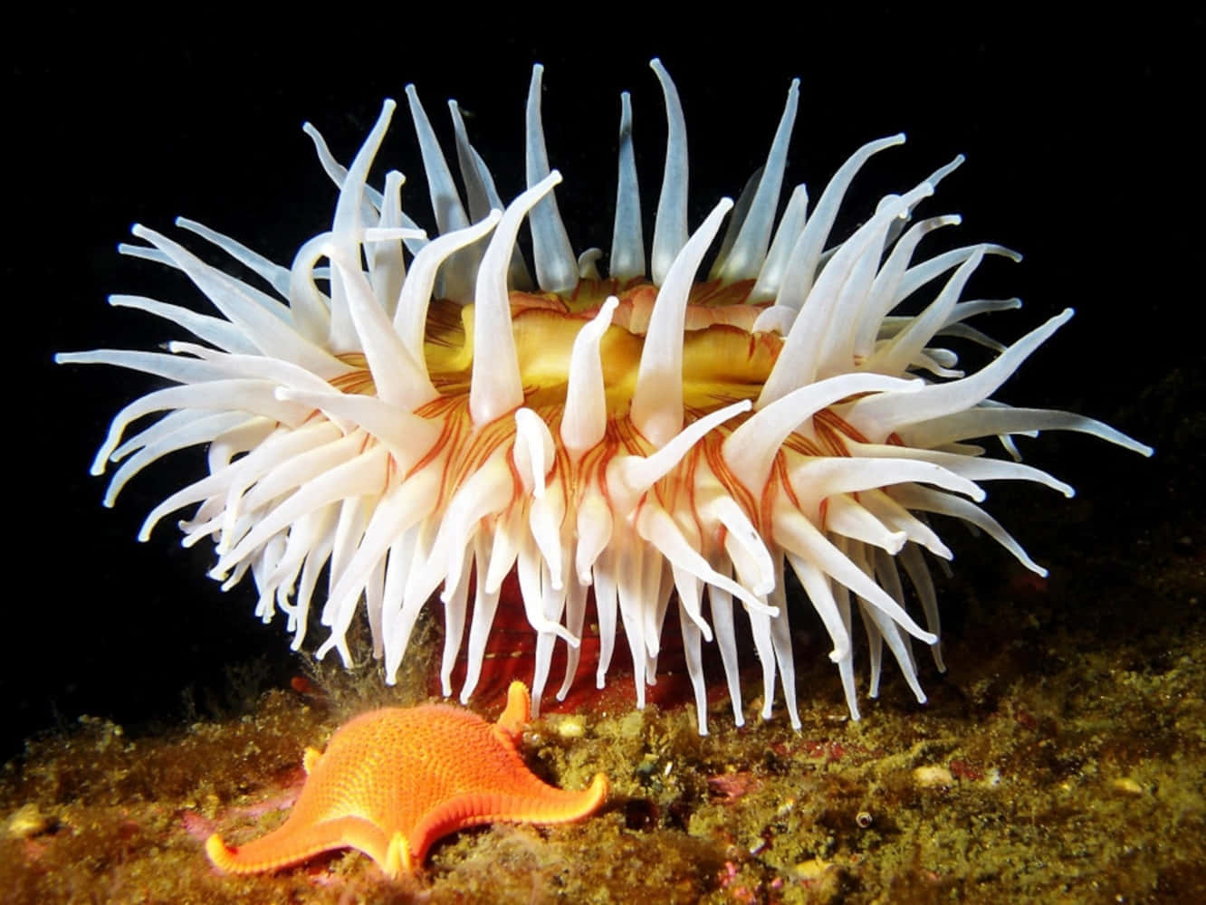 Sea Anemoneand Starfish Underwater Wallpaper