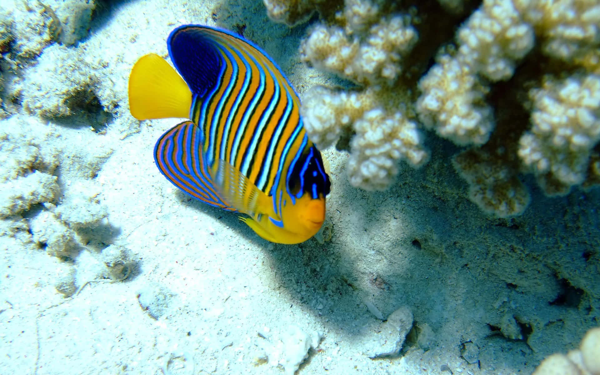 A Blue And Yellow Fish
