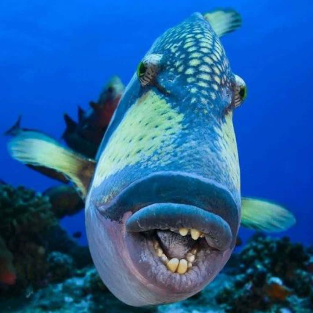 A Fish With A Mouth Full Of Teeth