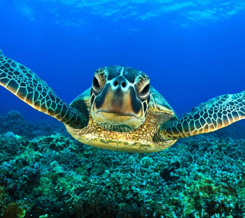 A giant sea turtle swimming in the tropical ocean