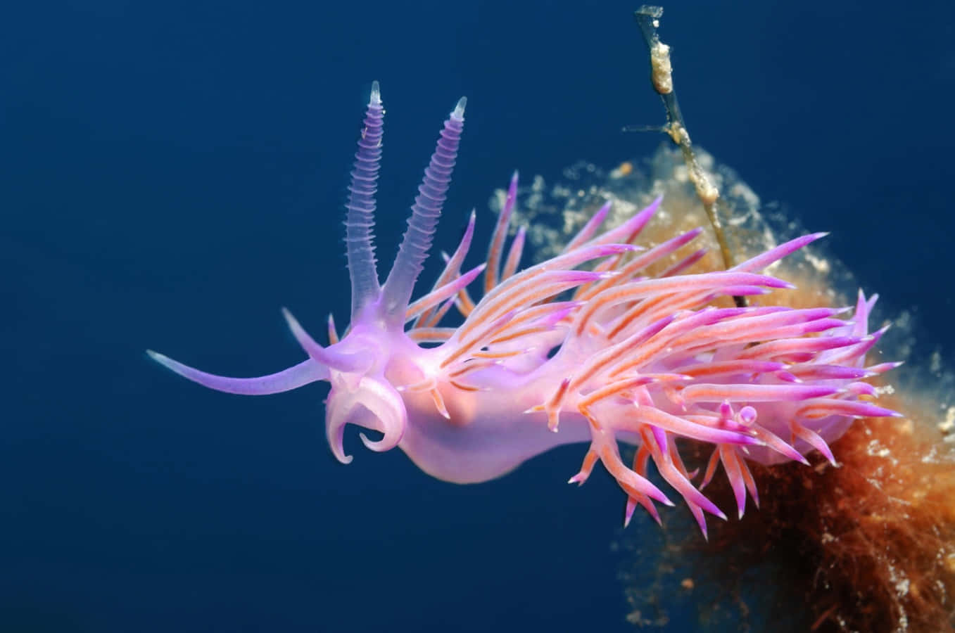 A Pink Sea Slug Is Swimming In The Ocean