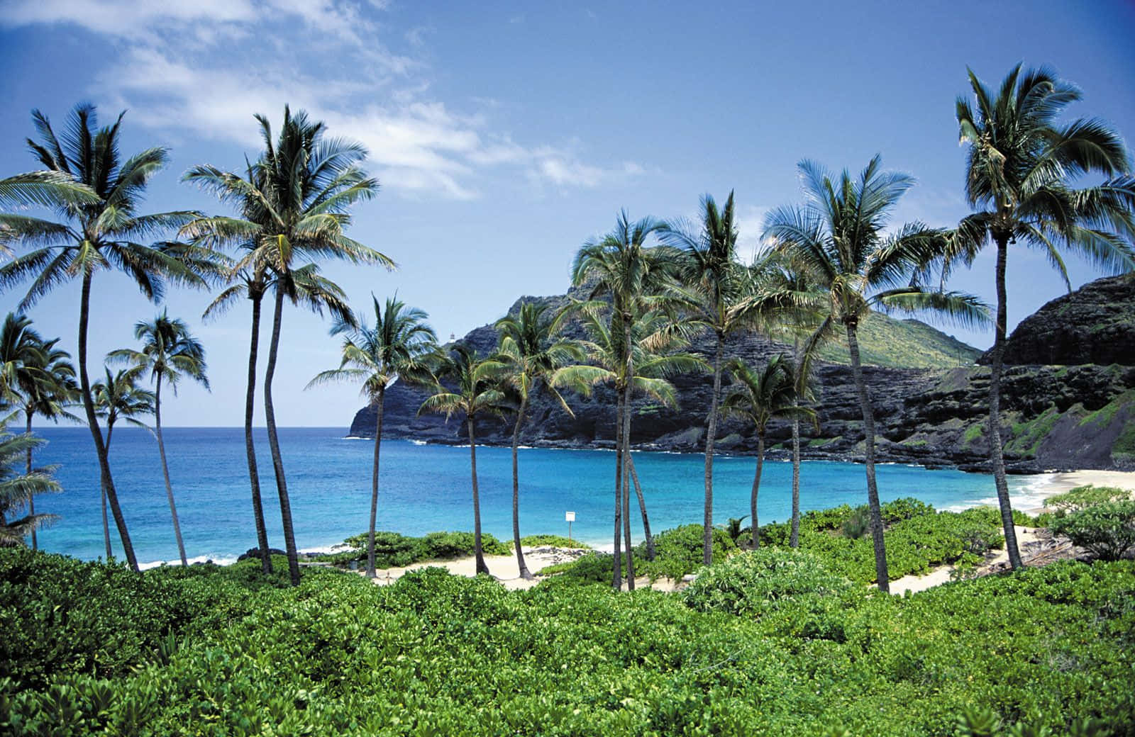 A Beach With Palm Trees And A Rocky Shore