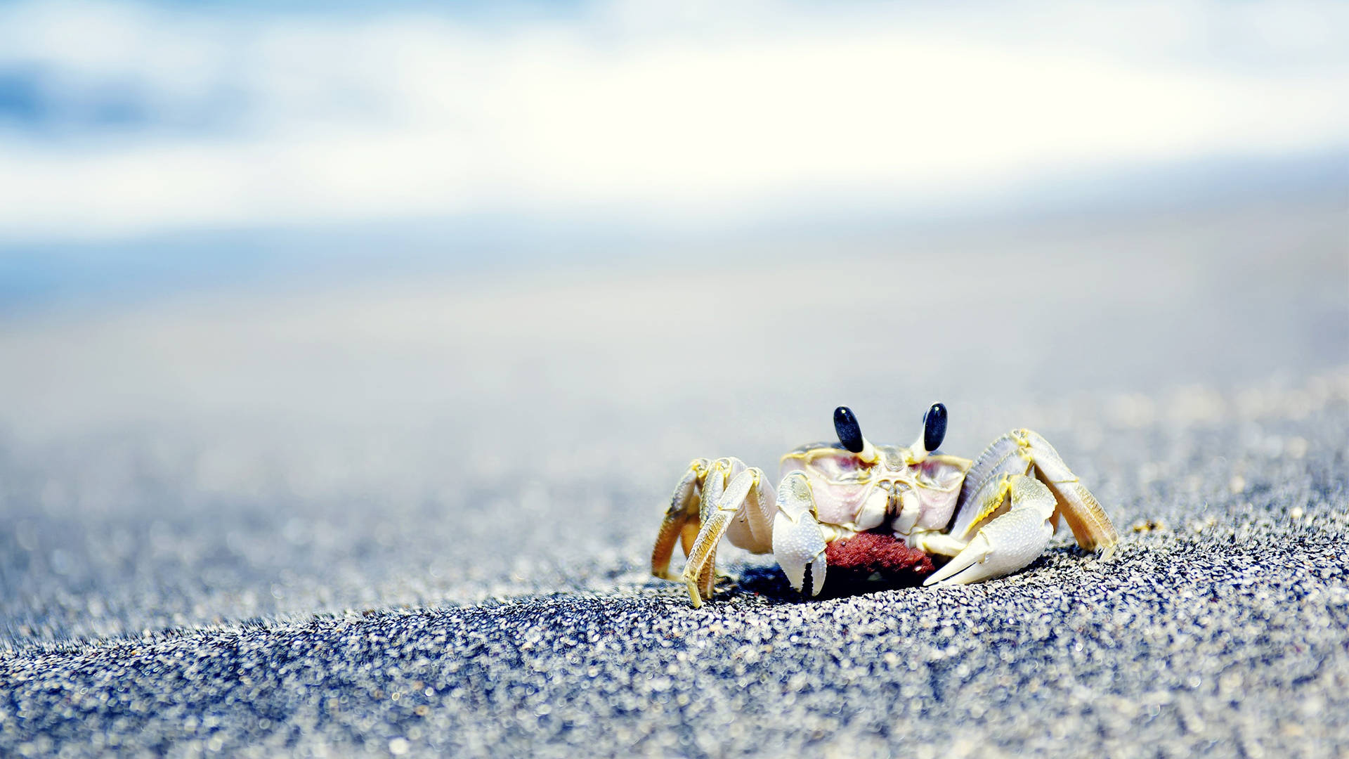Sea Crab Wallpaper