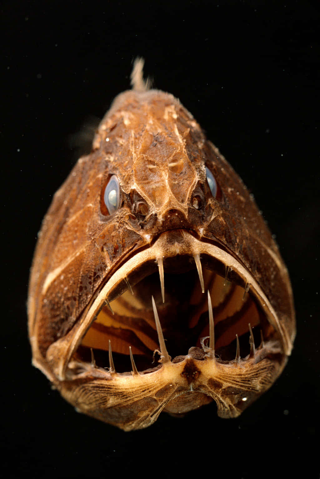 Scary fish. Длиннорогий Саблезуб. Длиннорогий Саблезуб (Anoplogaster cornuta). Батизаурус рыба. Глубоководный удильщик.