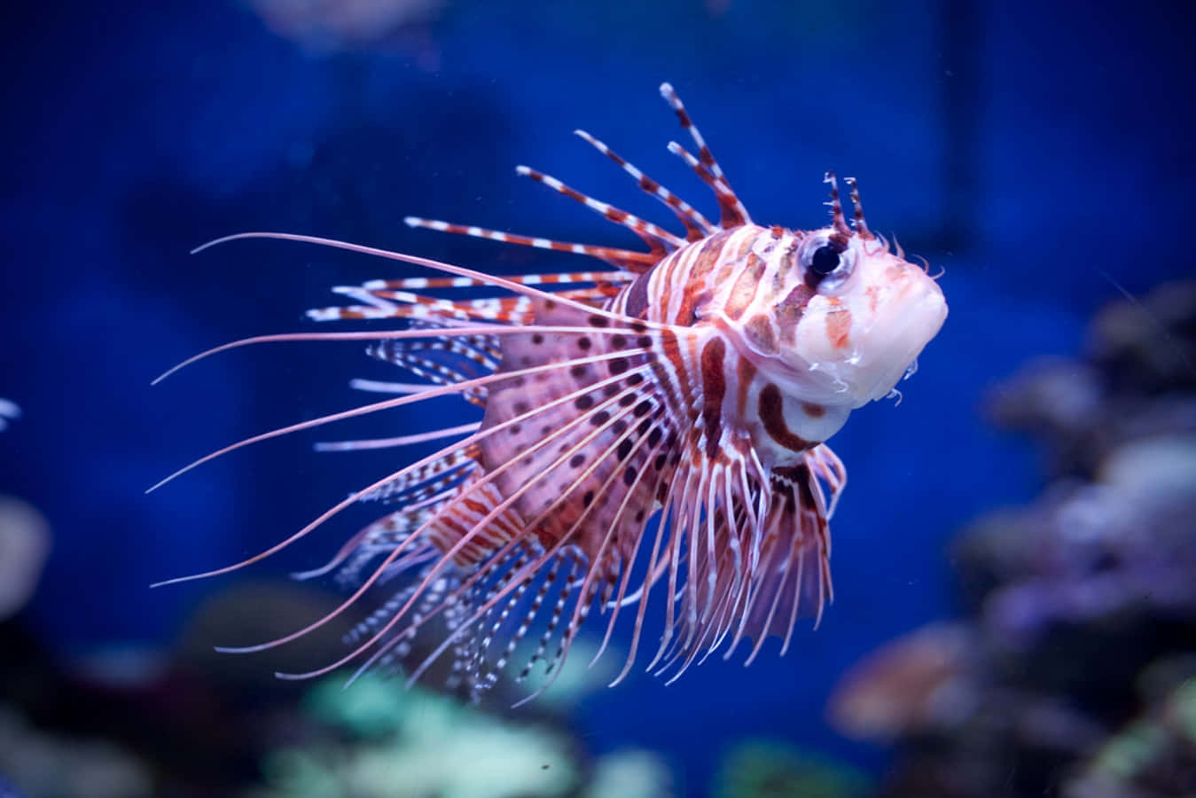 Lionfish In An Aquarium With Blue Water