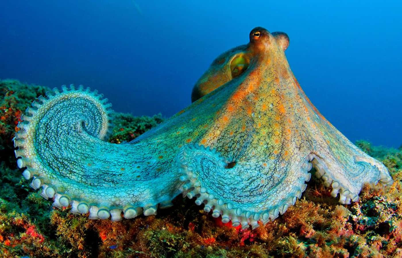 An Octopus Is Swimming On Top Of A Rock
