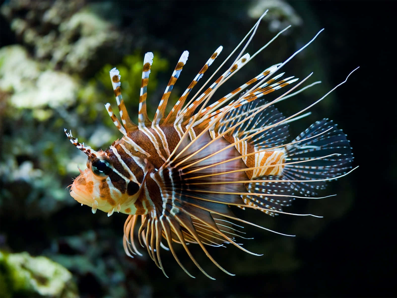 Lionfish In The Ocean