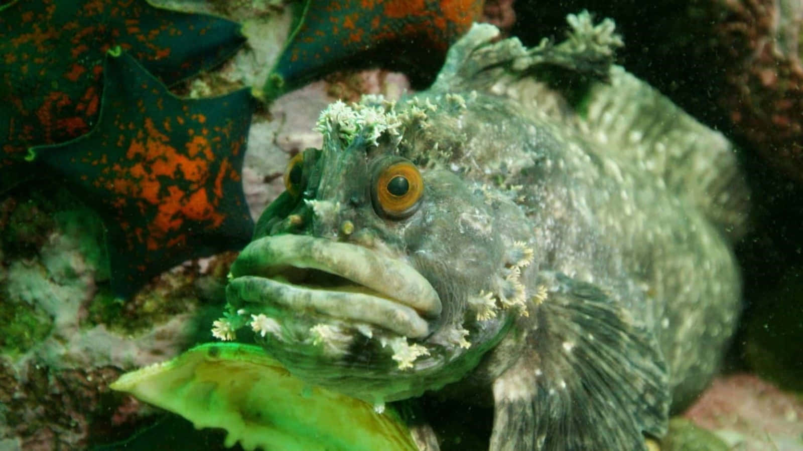 Relaxing with a Friendly Sea Creature