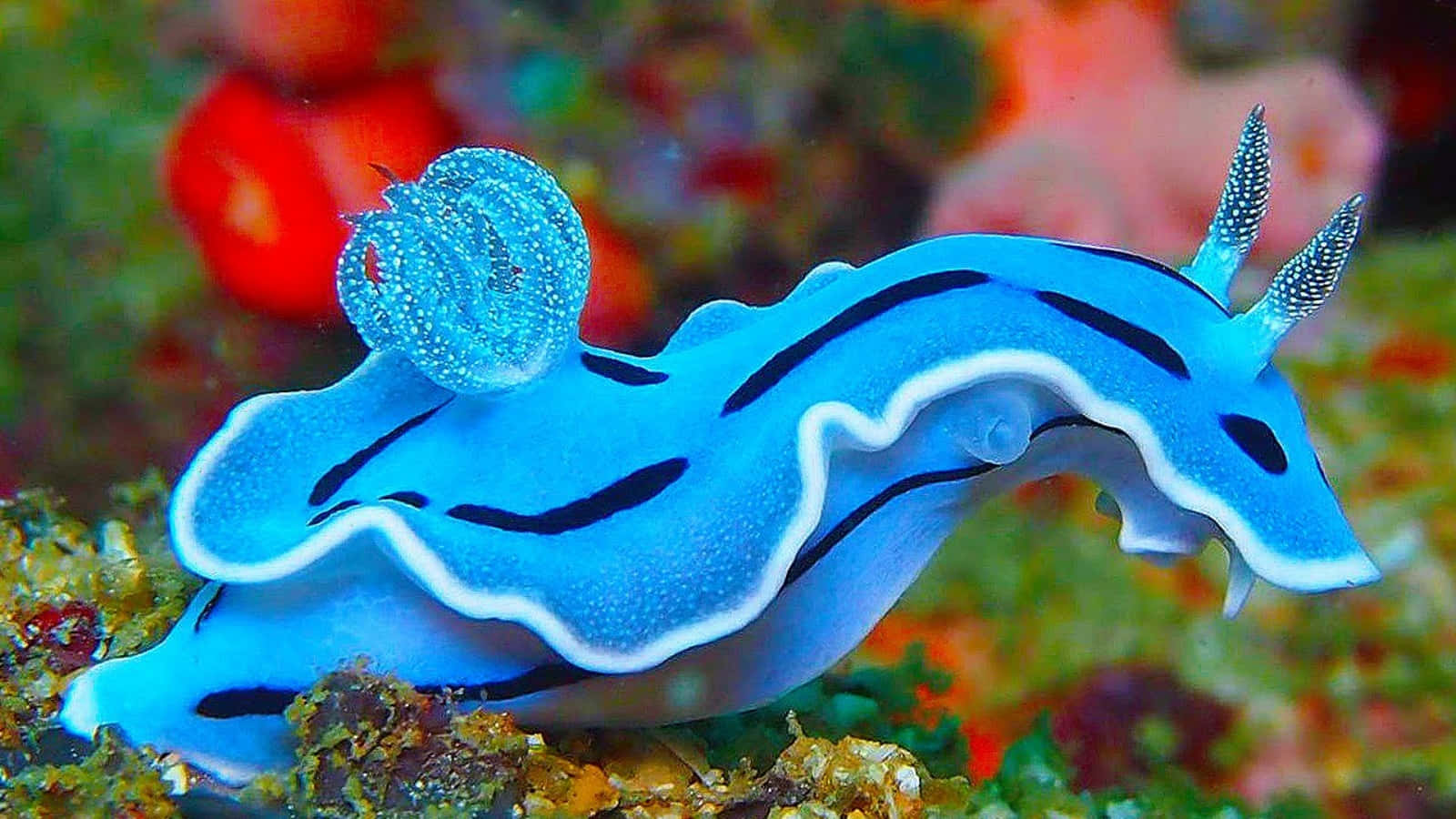 A colorful sea creature swimming through the ocean