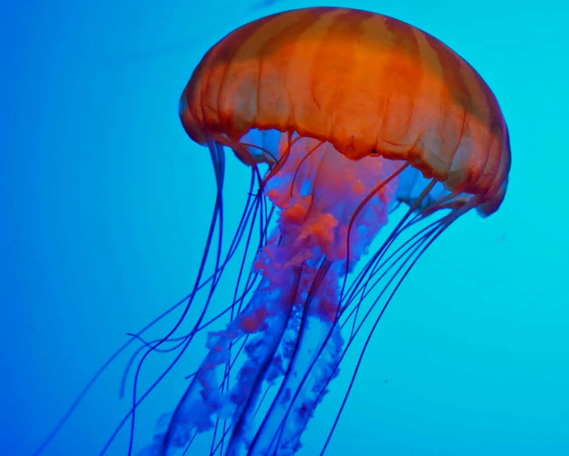 Brightly colored Sea Creature swimming in deep ocean