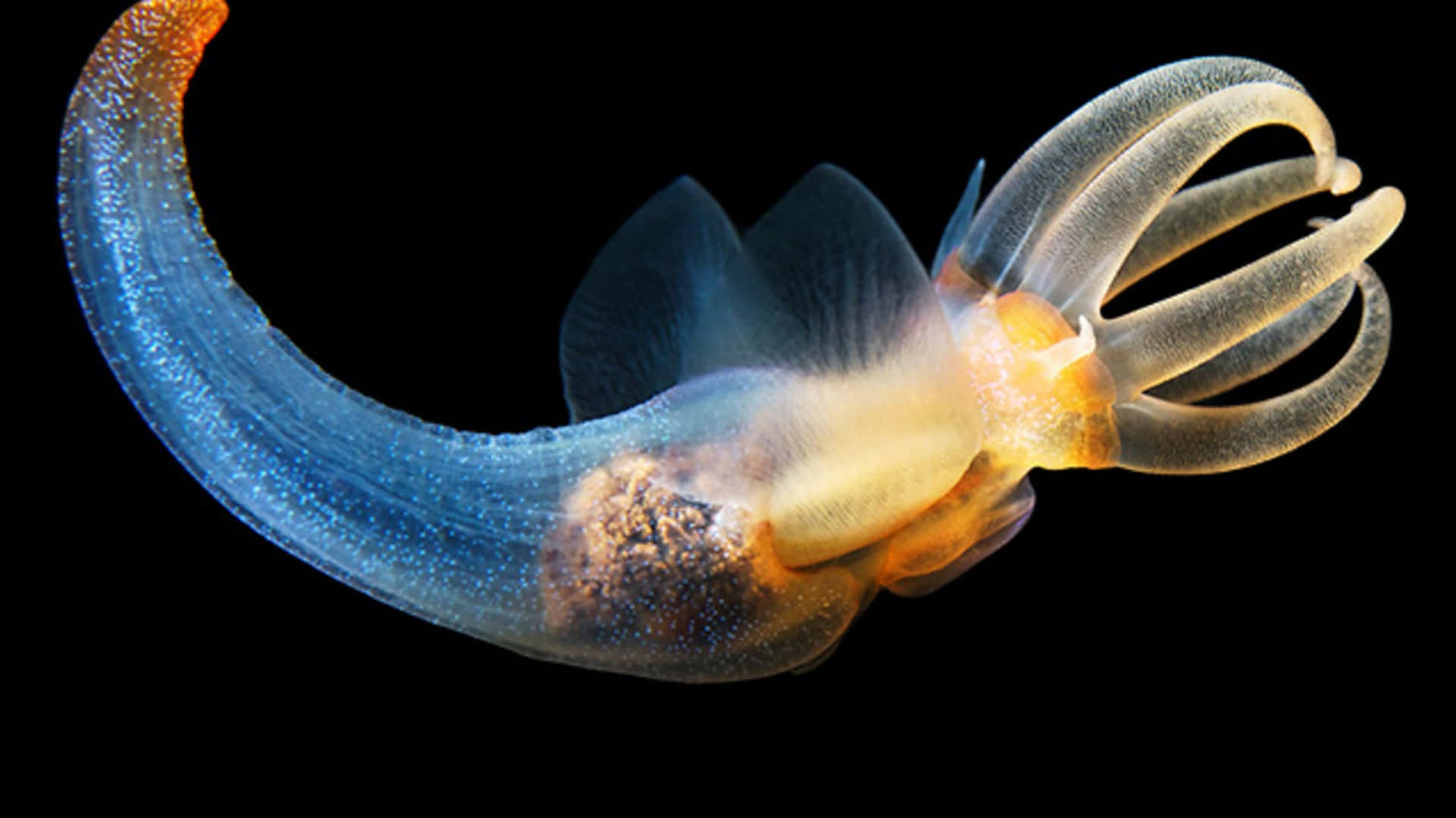 Unacriatura Marina De Colores Brillantes Que Se Arrastra En La Arena Del Océano.