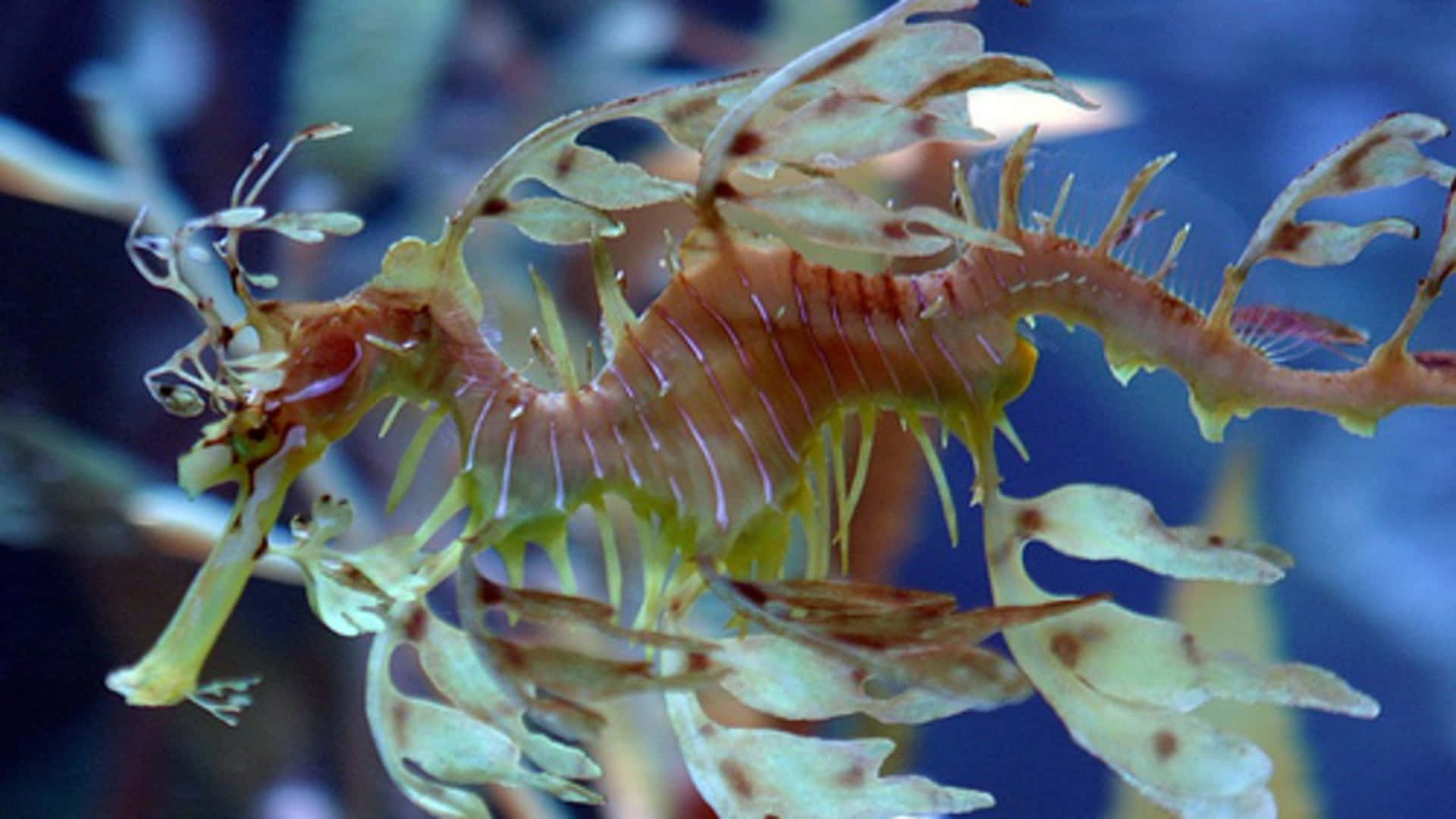 Upptäckhavets Underbara Djup Med Sea Creature!