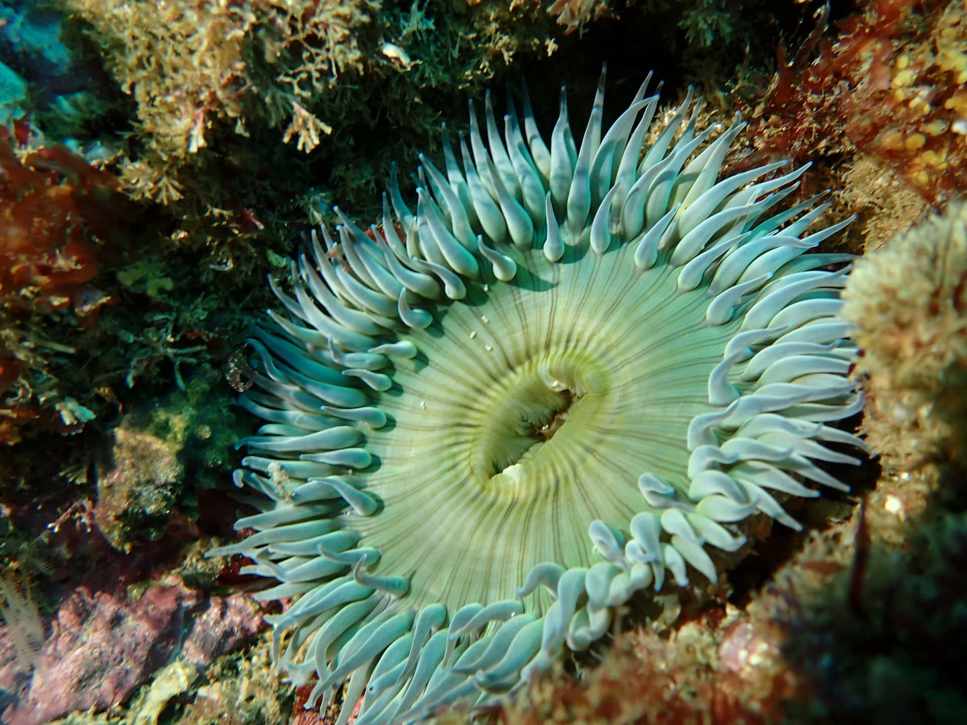 Bajoel Profundo Mar Azul.