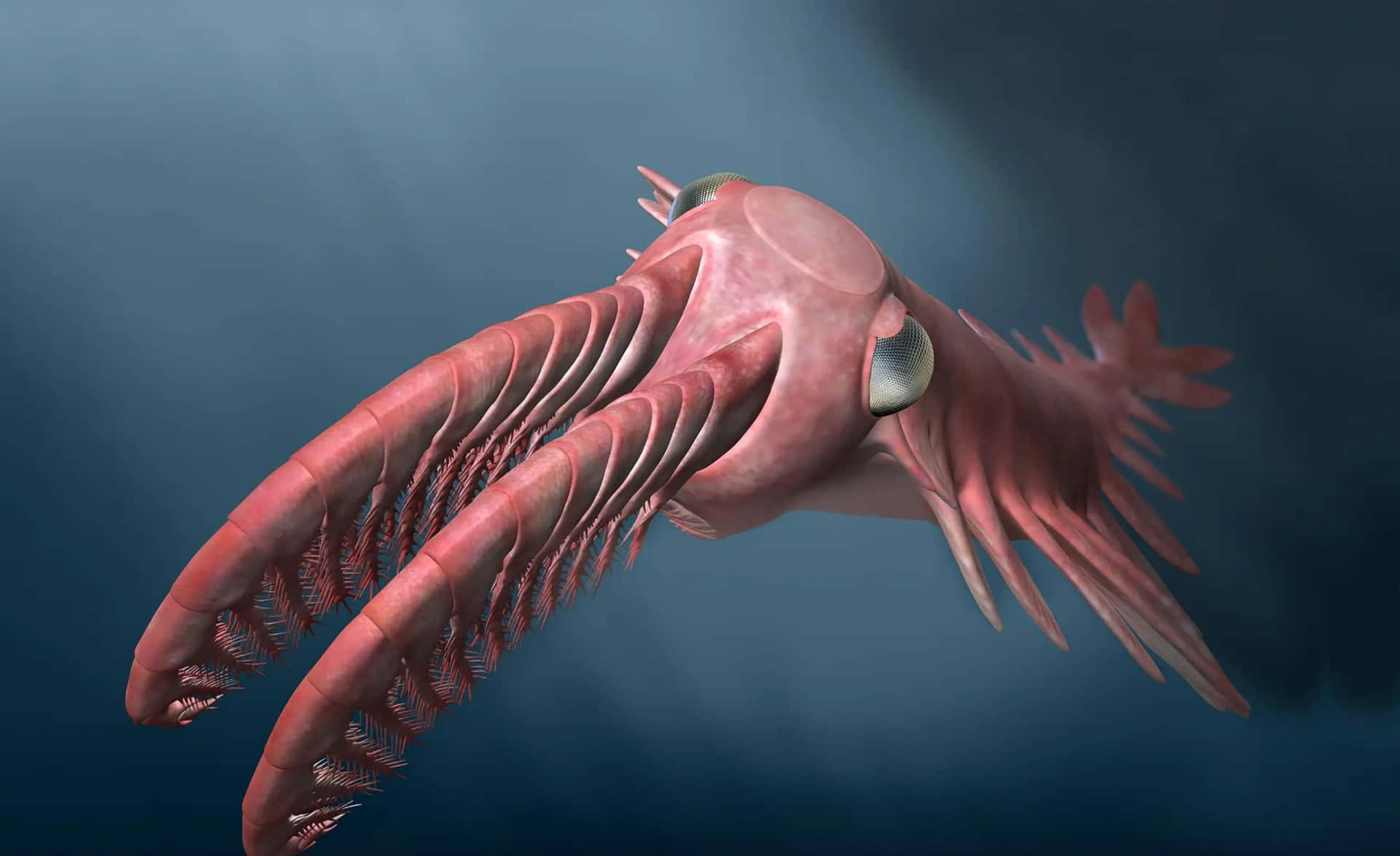 A Pink Fish With Long Tentacles Swimming In The Ocean