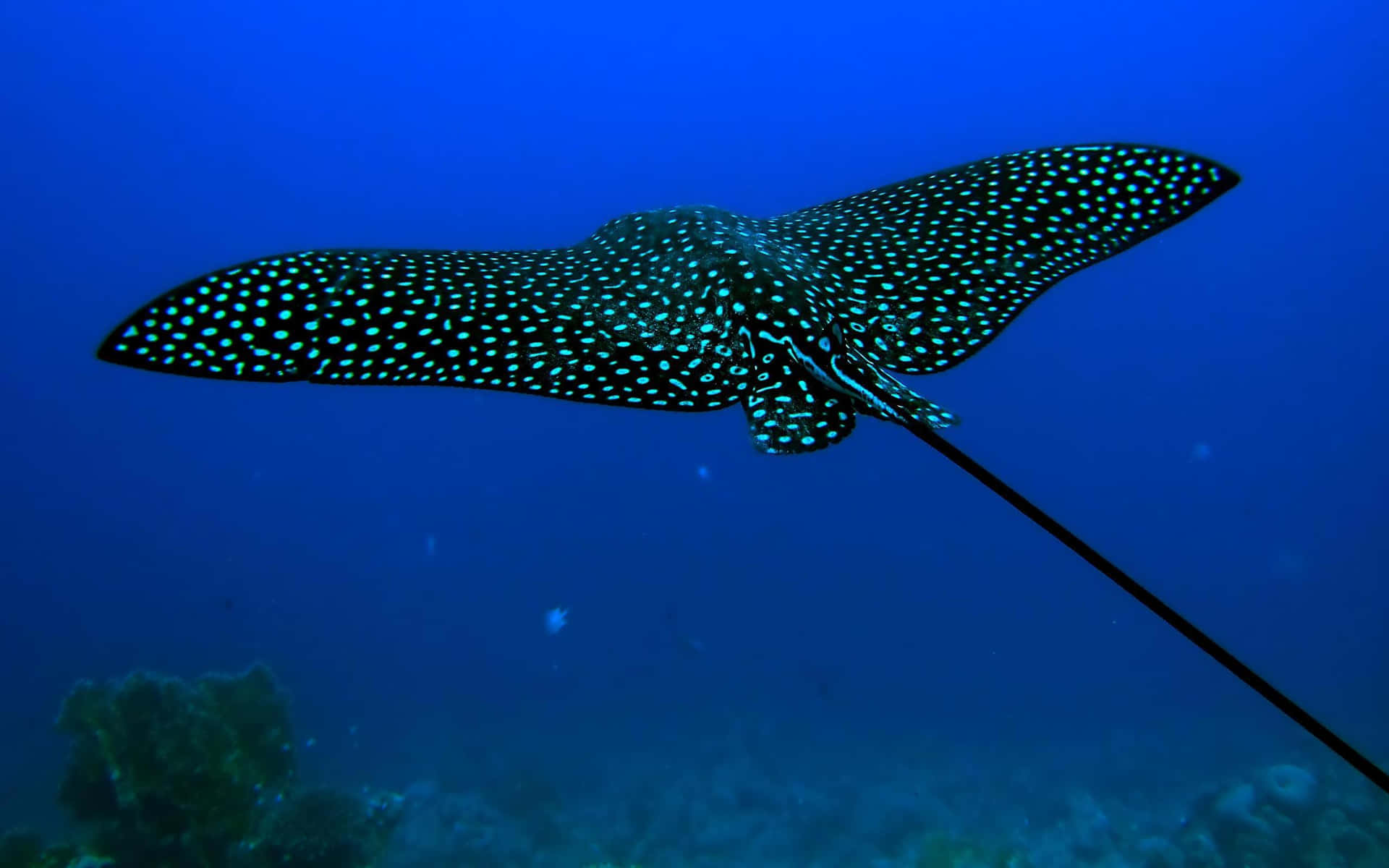 Uncalamar Azul Flotando En El Océano