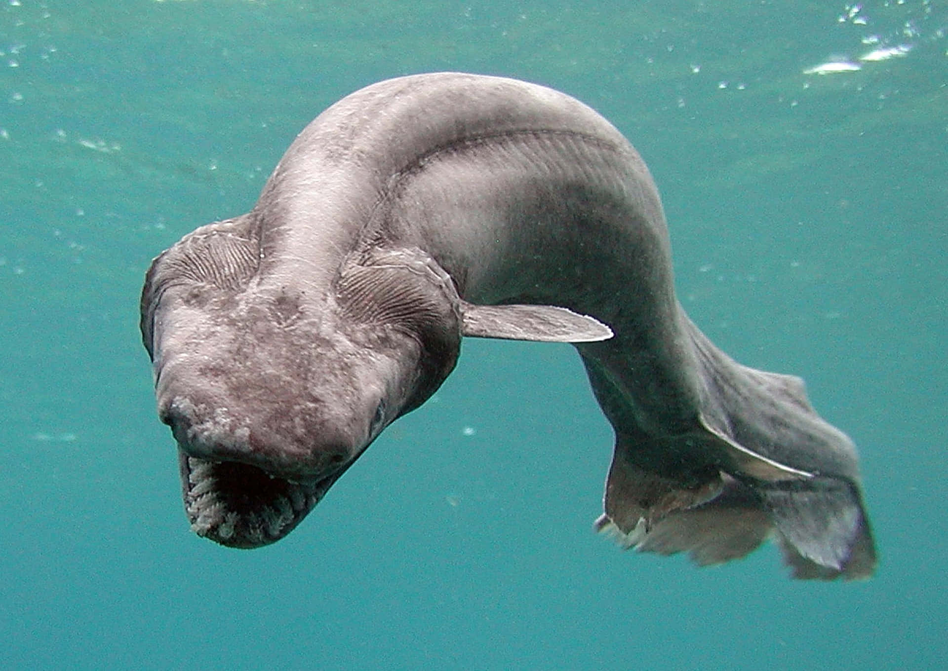 A majestic sea creature inhabiting the ocean depths