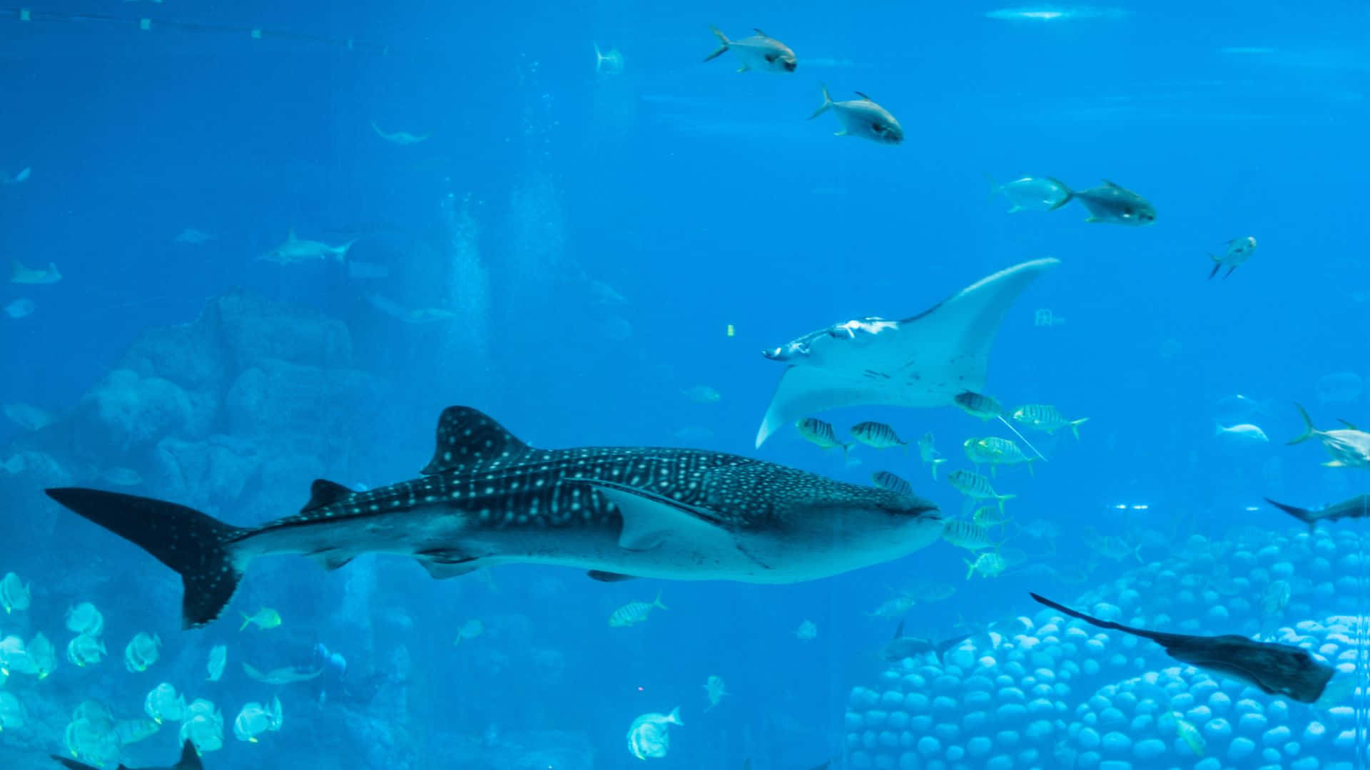 Majestic Black Whale Shark Gliding Through Underwater Paradise Wallpaper