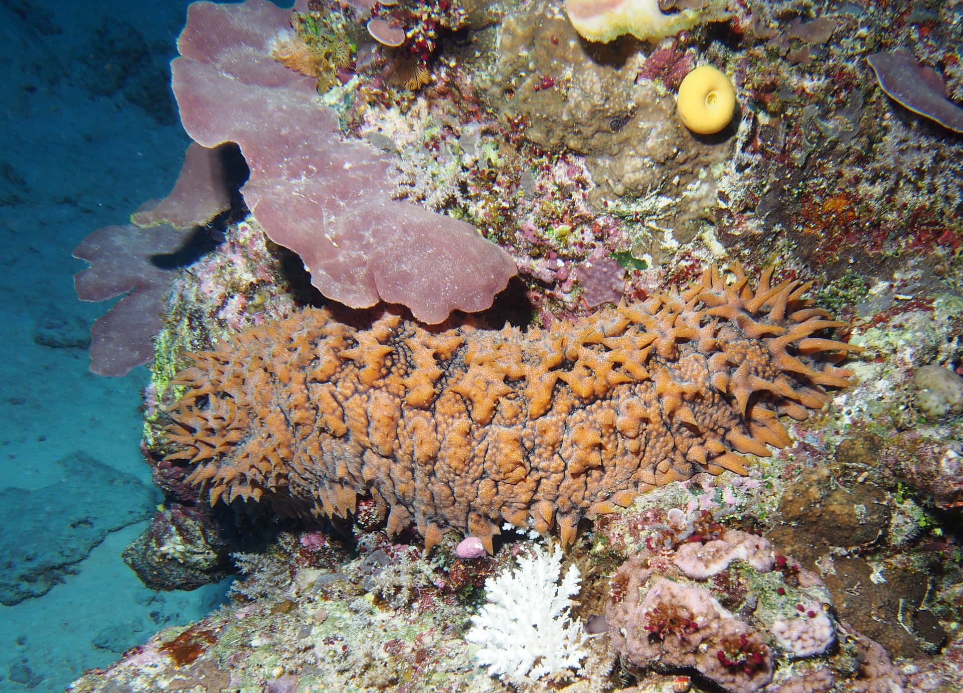 Sea Cucumber - An Echinoderm From The Ocean Depths Wallpaper