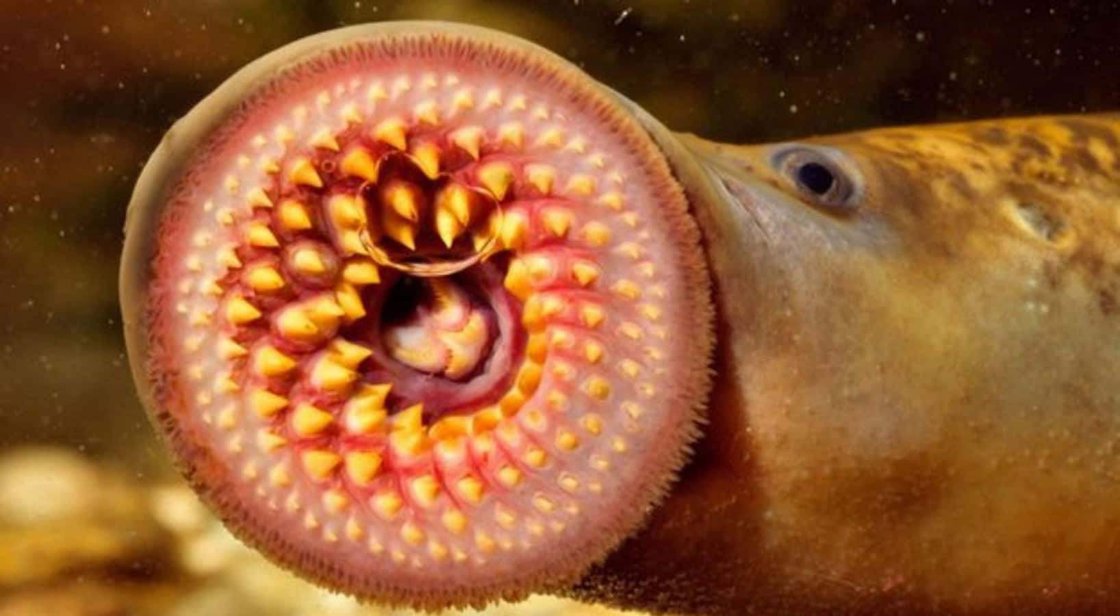 Sea Lamprey Close Up Wallpaper